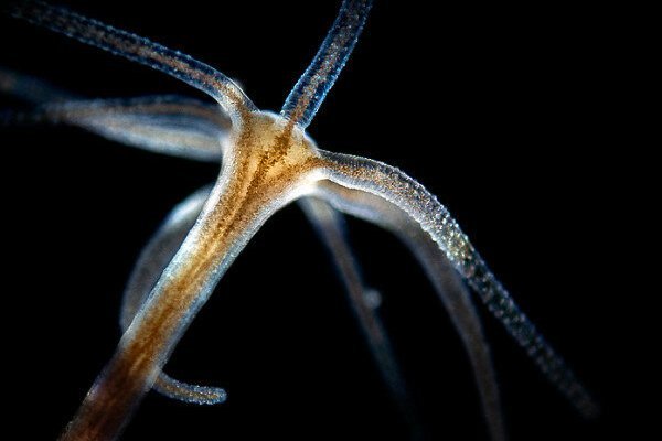 Kraken darknet market зеркало