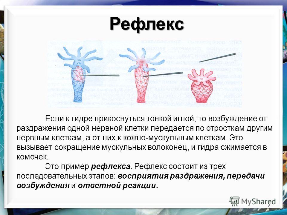 Кракен маркетплейс создатель